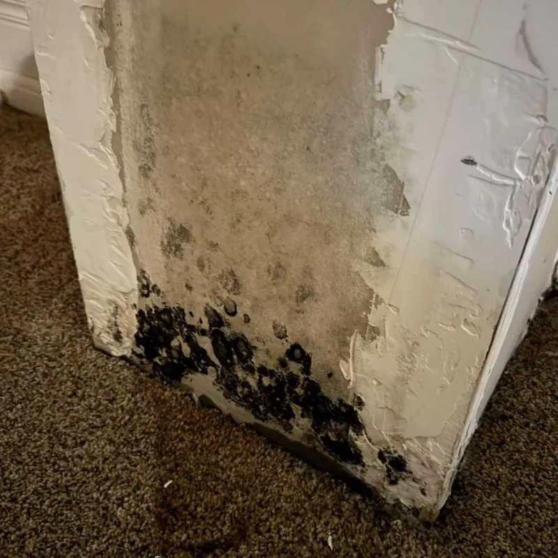Professional Mold Removal in Gilberts, IL